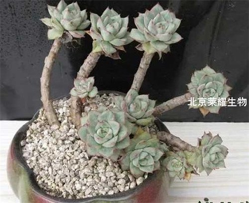 多肉植物老樁