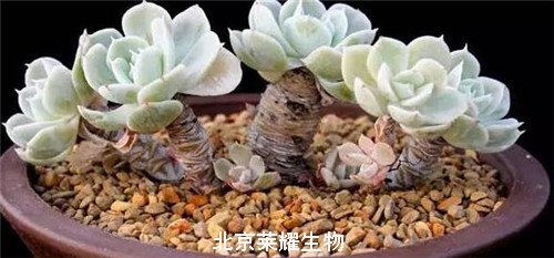 多肉植物老樁
