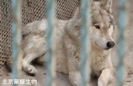 動物園狼舍現二哈
