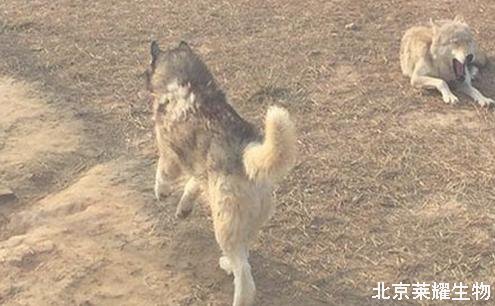 動物園狼舍現二哈