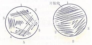 細菌接種方法
