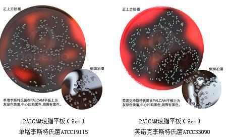 PALCAM瓊脂平板（9cm）