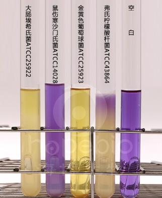 乳糖蛋白胨培養液