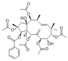 麻瘋樹6標準品