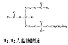 磷脂酰乙醇胺（蛋黃）對照品